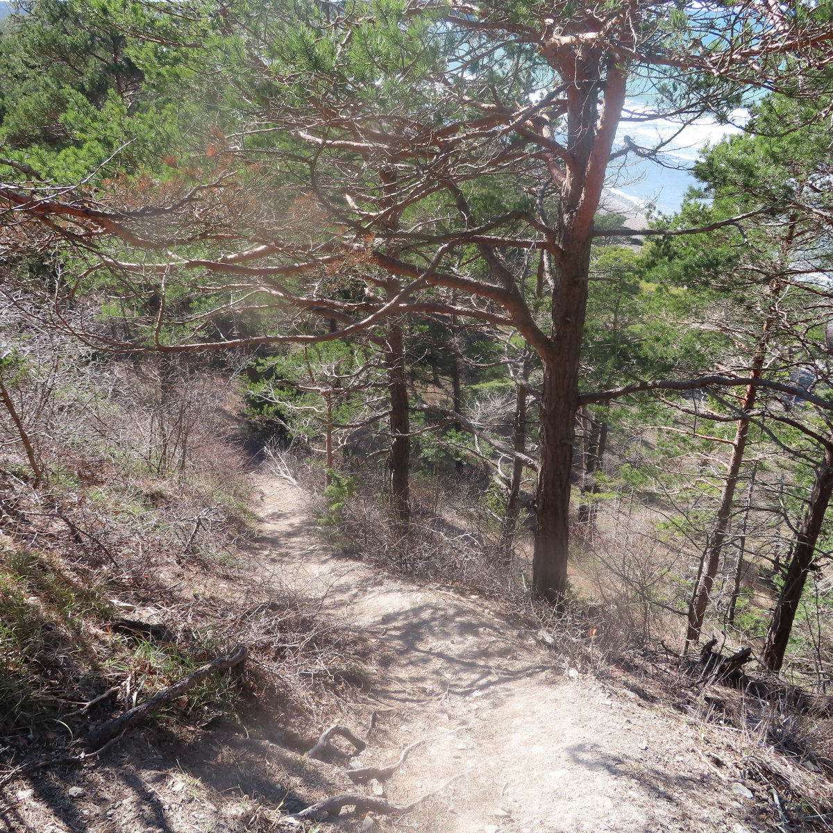 Onewheel Gotland nature